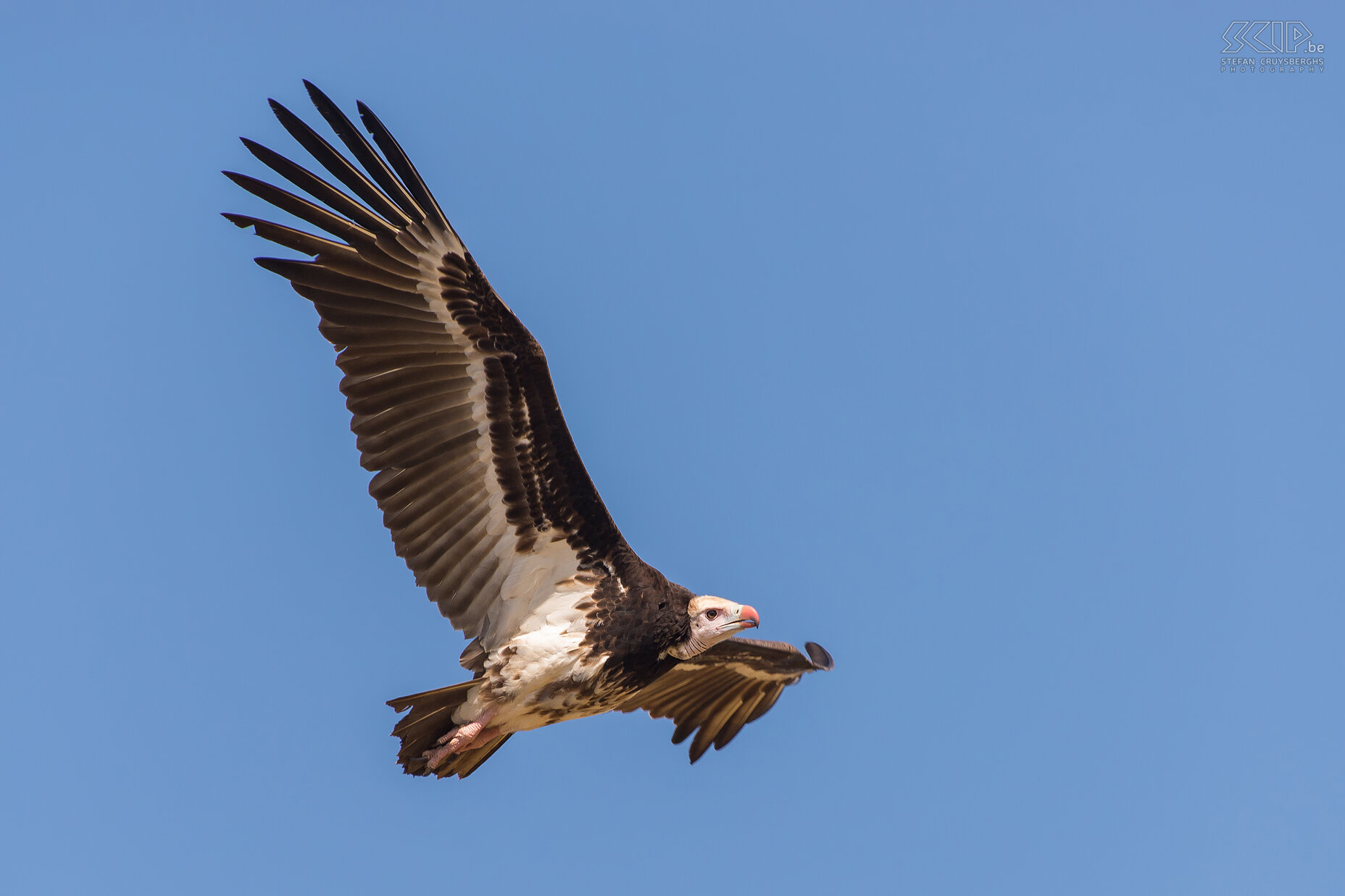 South Luangwa - White-headed vulture The vultures also waiting for a leftover of the killed hippo. Among the many white-backed vultures there is one white-headed vulture. Stefan Cruysberghs